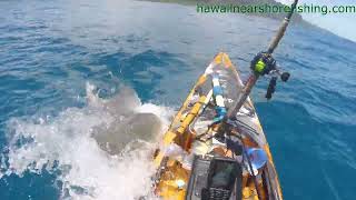 OFFICIAL VIDEO Tiger shark attacks kayak fisherman off Oahu [upl. by Marchall]