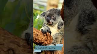 Koalas interesting 10 Facts for Kids Educational Video Australias Beloved Marsupials koalafacts [upl. by Aggri]