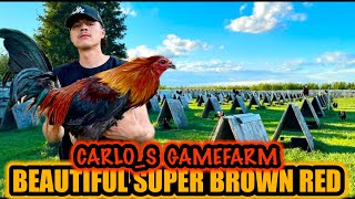 Beautiful Super Brown Red  CARLOS GAMEFARM [upl. by Gnaht]