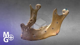 MANDIBULA 3D Tutorial de Anatomie [upl. by Stearn]