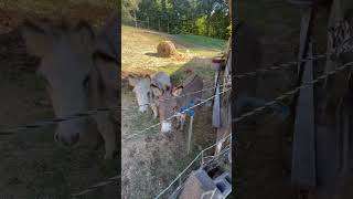 Mini donkeys slackin donkey farming [upl. by Ruamaj]