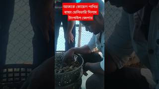 আজকে কোয়েল পাখির বাচ্চা ডেলিভারি দিলাম টাংগাইল জেলায় 🥰 [upl. by Celine]