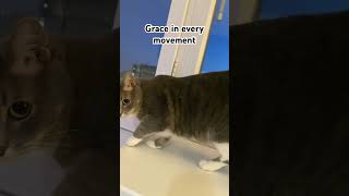 Grace in every movement cat cute catlover [upl. by Eihs]