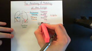 The Anatomy and Histology of the Lungs Part 1 [upl. by Annalise577]