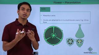 Class 11th – Flower – Placentation  Morphology of Flowering Plants  Tutorials Point [upl. by Kariv]