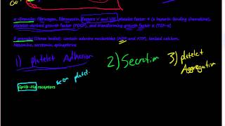 50Platelets contribution to Hemostasis αGranules δ granules  Dense bodies [upl. by Eladnwahs]