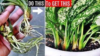 SECRETS To FORCE Aglaonema To Produce MORE SHOOTS [upl. by Leotie810]