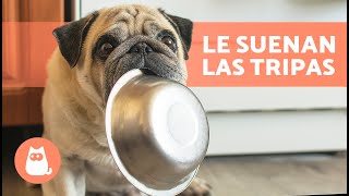 ¿Por qué a mi PERRO le suenan MUCHO las TRIPAS 🐶🔊 6 Causas [upl. by Garett845]