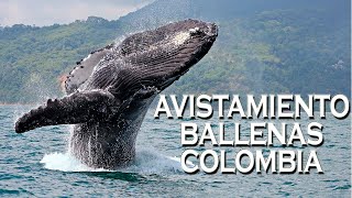 Tour Avistamiento de Ballenas en Colombia Excursiones [upl. by Neirod]