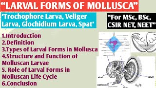 Larval Form of Mollusca  Trochophore Larva  Veliger Larva  Glochidium Larva  Spat  Larval Form [upl. by Bick]