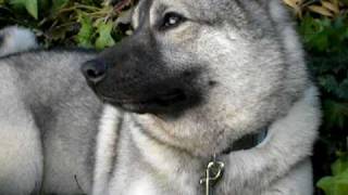 Norwegian Elkhound being alert [upl. by Yeldud]