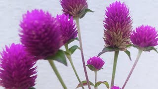 gomphrena plant care tips vadamalli plant care tips [upl. by Ursel]