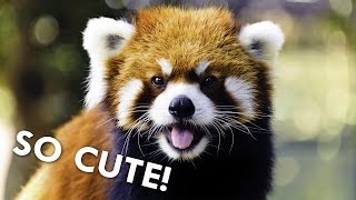 Red Pandas are Dangerously Cute [upl. by Emoryt]