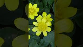 Lesser celandine Ficaria verna shorts flowers garden [upl. by Circosta]