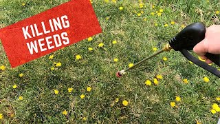 Killing Dandelions in my parents Yard using Tenacity Mesotrione [upl. by Ilegna]