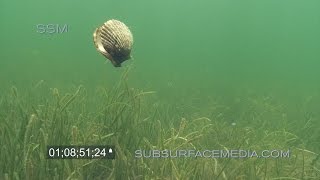 Swimming Bay Scallops Homosassa Florida [upl. by Amabel602]