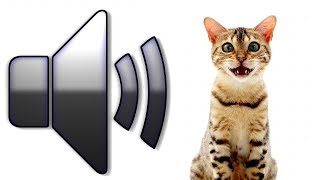 8 HOURS CAT SOUNDS MEOWING NOISES ATTRACT CATS ANNOY CATS [upl. by Bobbette]