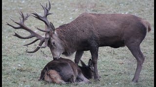 Riesiger 30Ender Hirsch Kaum zu glauben was hier vor sich geht [upl. by Him]