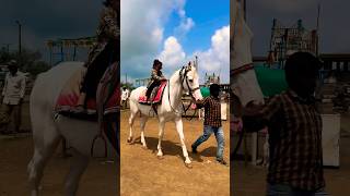 Dhruvi Horse 🐎 Riding  horse horses ghoda horseriding horselover ytvideo shortsfeed dhruhi [upl. by Wenger]