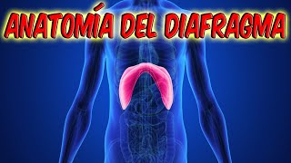 Anatomía del diafragma todo lo que necesitas saber [upl. by Blayne]