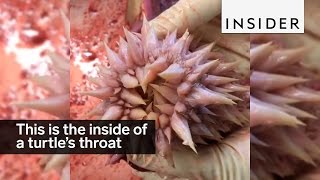 This is the inside of a sea turtles throat [upl. by Georglana]