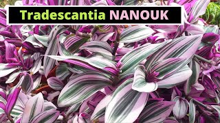 Tradescantia Nanouk [upl. by Lud]