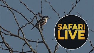 safariLIVE  Sunrise Safari  June 21 2018 [upl. by O'Driscoll250]