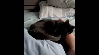 My buddy and his pillow catvideos catshorts cats [upl. by Gitel]