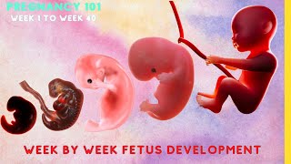 Pregnancy Week by Week Fetal Development from Week 0 to Week 40 human pregnancy baby [upl. by Lev301]