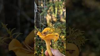 Chanterelles and a Porcini mushrooms borntoforage [upl. by Anavas]