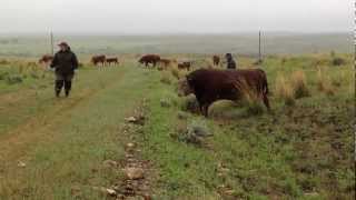 DURANGO Polled Hereford  Reproductores amp Select SiresMOV [upl. by Cesaria566]