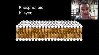 Membranes and selective permeability [upl. by Anehta]