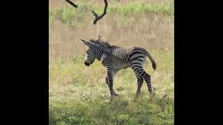 wildlife zebra safari funny animals subscribe to my channel [upl. by Autumn330]