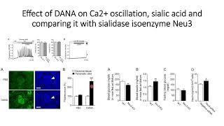 DANA effect on Calcium oscillation sialic acid amp comparison with sialidase isoenzyme Neu3 Code710 [upl. by Engleman]