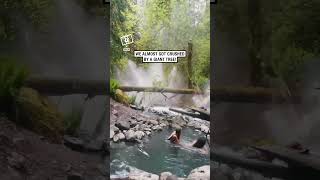 Tree falls next to their hot spring 😳 🎥 Collabashleyyrae [upl. by Aisac]