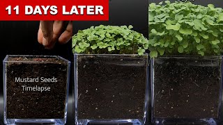 WILD Mustard Seeds Growing Timelapse [upl. by Seidler]