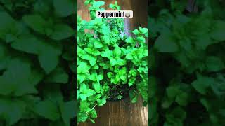 Peppermint leaves are great to add flavor to your drinking water or to make hot teapeppermint mint [upl. by Adina]