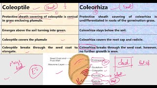 Coleoptile vs Coleorhiza [upl. by Anileba568]