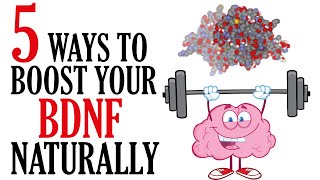 How to Increase BDNF Naturally  Boost Brain Power [upl. by Lairret]