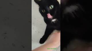 my cat hisses [upl. by Hgeilyak]