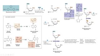 síntesis oligonucleotido fosforamidita biología molecular recombinant DNA primer PCR [upl. by Htilil]