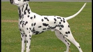 dalmatians dogs breeds [upl. by Ytsud]