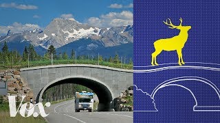 Wildlife crossings stop roadkill Why arent there more [upl. by Arocahs]