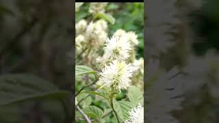 Witch Alder Mt Airy Fothergilla False Cypress Soft Serve Gold Chamaecyparis [upl. by Theresina917]