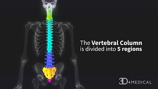 Regions of the Vertebral Column [upl. by Atims643]