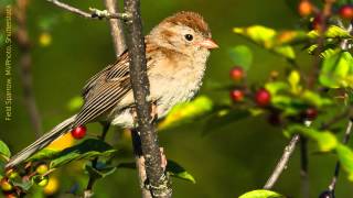 Field Sparrow Song [upl. by Atnuahc]