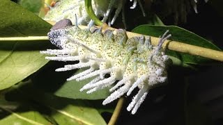 Attacus atlas  L5 caterpillars [upl. by Rizas]