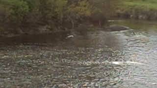 Keene NH Ashuelot River Park Crane Return and Two Ducks 1 [upl. by Katrine133]