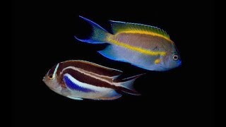 Reefscom Lets talk about fish  Bellus Angelfish [upl. by Ciri]