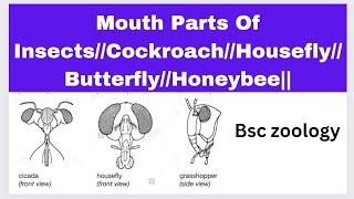 Mouth Parts Of InsectsCockroachHouseflyButterflyHoneybee [upl. by Dang]